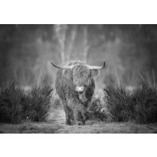 Schwarz-Weiß-Fototapete eines Highland Cattles auf der Heide, mit einer ruhigen und mystischen Ausstrahlung der Landschaft.