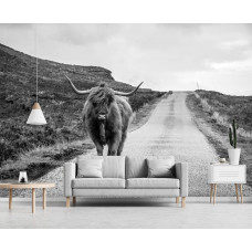 Eine Schwarz-Weiß-Fototapete mit einem schottischen Highlander auf einer ruhigen Straße, geeignet für ein Wohnzimmer.