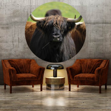 Tapetenkreis mit schottischem Highlander für das Wohnzimmer.