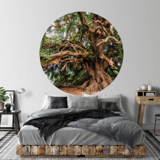 Tapetenkreis mit altem Baum und Olivenbaum als Märchenbaum für das Schlafzimmer.