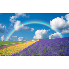 Fototapete Regenbogen-Blumenfeld, mit einer farbenfrohen Darstellung von Blumen und Natur in einer Sommerlandschaft.