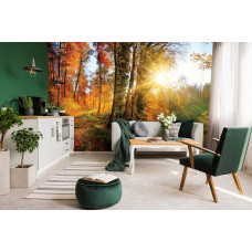 Fototapete Wald mit Bäumen bei Sonnenuntergang für das Wohnzimmer.