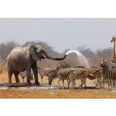 Afrikanische Wildtiere Fototapete mit Elefanten und Zebras in einer natürlichen Umgebung.