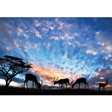 Fototapete mit Antilope in einer Naturlandschaft, Wildtiere.