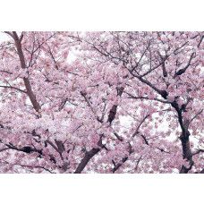 Fototapete mit Apfelblüten und Blumen in einem Baum, farbenfroh und verspielt.