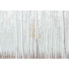 Fototapete von einem weißen Wald mit Espenbäumen, natürliche Ruhe.