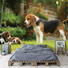 Fototapete mit Beagle-Welpen, die in einem Schlafzimmer spielen.