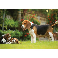 Fototapete mit Beagle-Welpen, die in einer verspielten und niedlichen Komposition angezeigt werden.