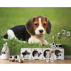 Fototapete eines Beagle-Welpen in einem Kinderzimmer.