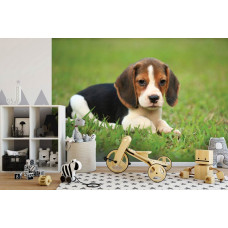 Fototapete eines liebenswerten Beagle-Welpen im Vliestapetenstil.