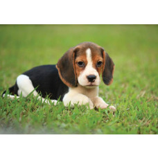 Fototapete eines Beagle-Welpen, mit einem niedlichen und verspielten Look.