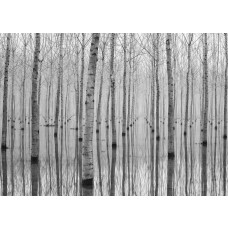 Fototapete mit Birken und ihrer Spiegelung im Wald, die eine ruhige und natürliche Stimmung ausstrahlt.