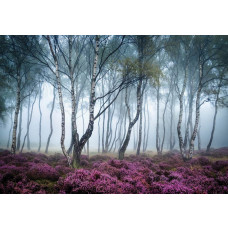 Birkenwald mit Nebel und blühenden Blumen in einer heiteren Umgebung, Fototapete, die die Ruhe der Natur hervorruft.