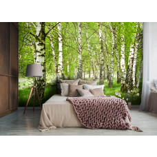 Eine Fototapete mit Birken in einer ruhigen Naturumgebung, ideal für ein Schlafzimmer.