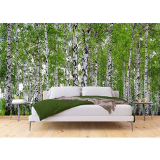 Fototapete Birkenwald im Frühling mit Bäumen in einem Schlafzimmer.