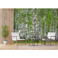 Fototapete Birkenwald im Frühling mit blühenden Bäumen.