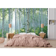 Fototapete mit Birkenwald und strahlendem Sonnenlicht in einem Hotelzimmer, wo das sanfte Licht für eine ruhige und entspannte Atmosphäre sorgt.