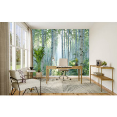 Fototapete mit Birkenwald und strahlendem Sonnenlicht in einem Büro, wo die hellen Bäume für eine frische und inspirierende Atmosphäre sorgen.