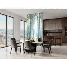 Fototapete mit weißem Birkenwald und Sonnenstrahlen in einem Büro, die Ruhe und Konzentration in der Arbeitsumgebung fördert.