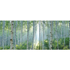 Fototapete mit einem Birkenwald in strahlendem Sonnenlicht, wo die hellen Bäume für einen frischen Look sorgen.