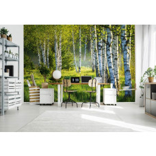 Berkenbos Serenade Fototapete