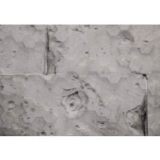 Marienkäfer in einer natürlichen Umgebung auf einer Fototapete.