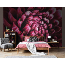 Eine Nahaufnahme einer roten, rosafarbenen und lila Blume auf einer Fototapete, geeignet für ein Wohn- und Schlafzimmer.