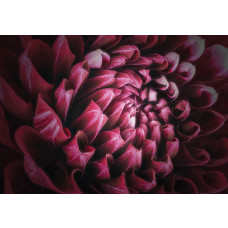 Eine Nahaufnahme einer lebhaften Blume in roten, rosafarbenen und lila Tönen, eine Fototapete, die Farbe und Lebendigkeit verleiht.