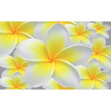 Gelbe und weiße Blumen in einer natürlichen Umgebung, dargestellt auf einer schönen und hellen Fototapete.