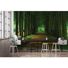 Eine Fototapete eines Waldweges mit 3D-Tunnel-Effekt im Büro.