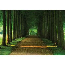 Fototapete eines Baumweges mit Tunnel, 3D-Effekt und Waldgebiet.