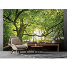 Eine Fototapete mit einem Baum im Wald, die im Wohnzimmer zu sehen ist.