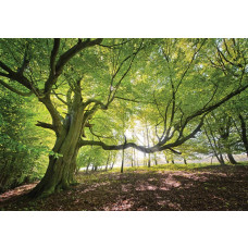 Fototapete mit einem einzelnen Baum im Wald, naturgetreu.