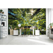 Fototapete Baumkronen in der Sonne in einem professionellen Büro.