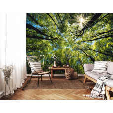 Fototapete Baumkronen in der Sonne in einem stimmungsvollen Wohnzimmer.