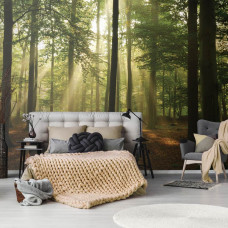 Eine Fototapete eines Waldes mit Sonnenstrahlen in der Natur für das Schlafzimmer.