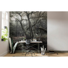 Eine Fototapete des Waldes im Nationalpark Garajonay auf La Gomera, ideal für das Wohnzimmer.