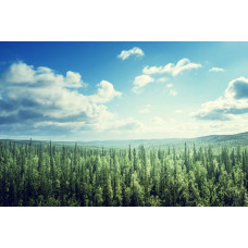 Fototapete mit einer weiten Landschaft, in der sich Berge über einem von Wolken umgebenen Wald erheben.