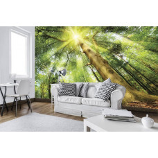 Eine Fototapete eines sonnigen Waldes mit Bäumen und Natur, die Ruhe ausstrahlt.