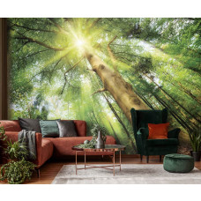 Eine Fototapete eines grünen Waldes mit Sonnenlicht zwischen den Bäumen, perfekt für ein entspannendes Wohnzimmer.