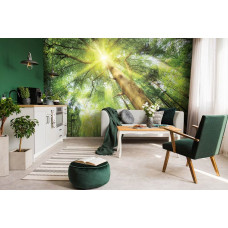 Eine Fototapete mit Sonnenlicht, das durch die Bäume in einer bewaldeten Landschaft scheint.