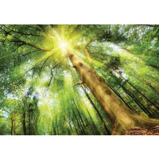 Fototapete eines Waldes bei Tageslicht, mit Bäumen und Sonnenstrahlen, die die Natur zum Leben erwecken.