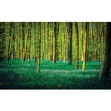 Fototapete eines Waldes mit grünen Bäumen, Natur und Frieden.