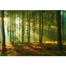 Fototapete von einem Wald mit himmlischen Lichtstrahlen, Sonnenstrahlen, die durch die Bäume scheinen, mit reichen Grüntönen und detaillierten Blättern.