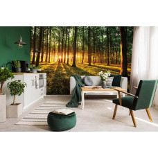 Eine Fototapete eines Waldes mit Sonnenlicht bei Sonnenuntergang und Sonnenaufgang für das Wohnzimmer.