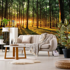Eine Fototapete eines Waldes mit Sonnenlicht bei Sonnenuntergang und Sonnenaufgang für das Wohnzimmer.
