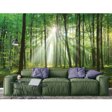 Fototapete eines Waldes mit Sonnenstrahlen, die im Wohnzimmer scheinen.
