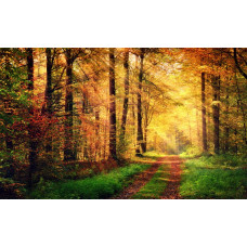 Fototapete mit einem Waldweg, der von Sonnenstrahlen beleuchtet wird, die durch das Blätterdach brechen.