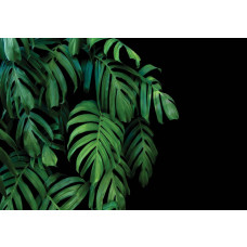 Botanische Dschungelblätter vor einem schwarzen Hintergrund auf dieser Fototapete, für einen üppigen und exotischen Look.
