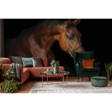 Eine Fototapete mit einem braunen Pferd vor einem schwarzen Hintergrund im Vliesbehangstil.